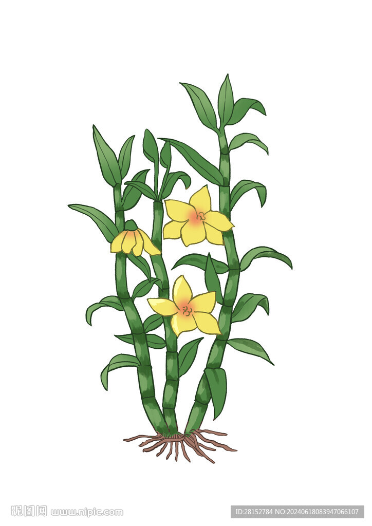石斛插畫
