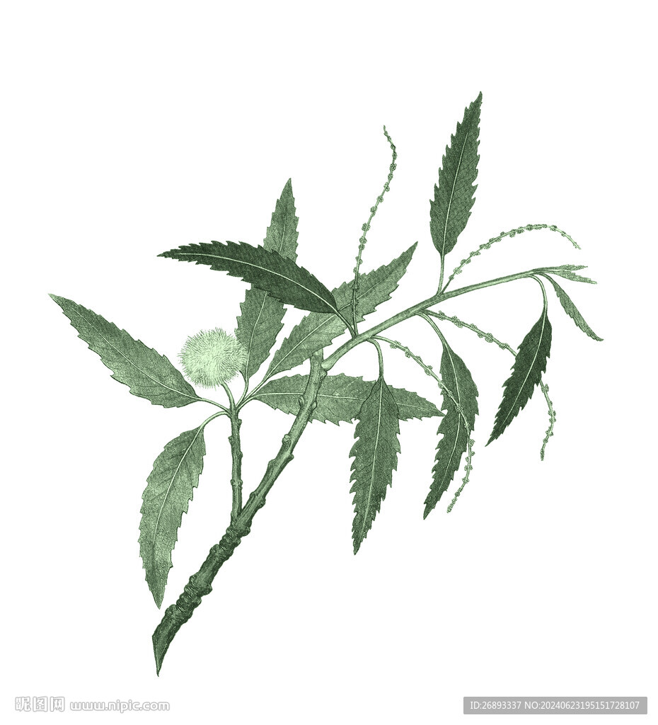 樹枝綠葉