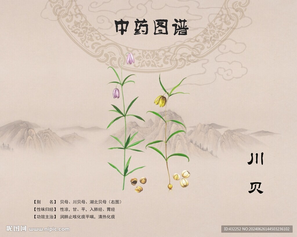 川貝川貝母