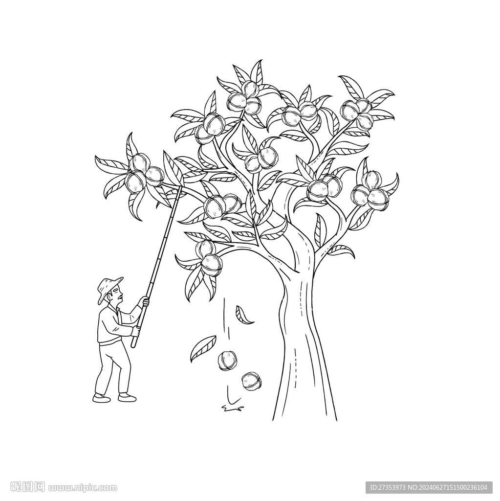 打山核桃線描插畫(huà)
