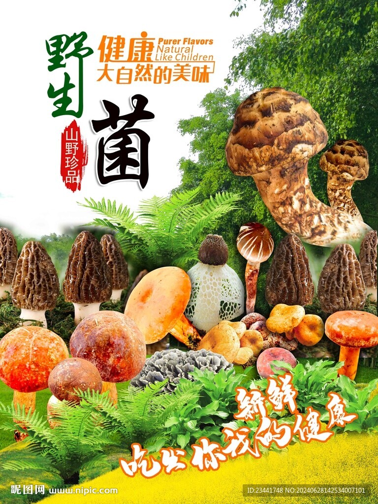 野生菌