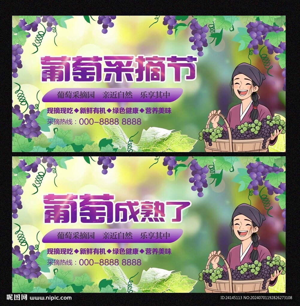 葡萄采摘