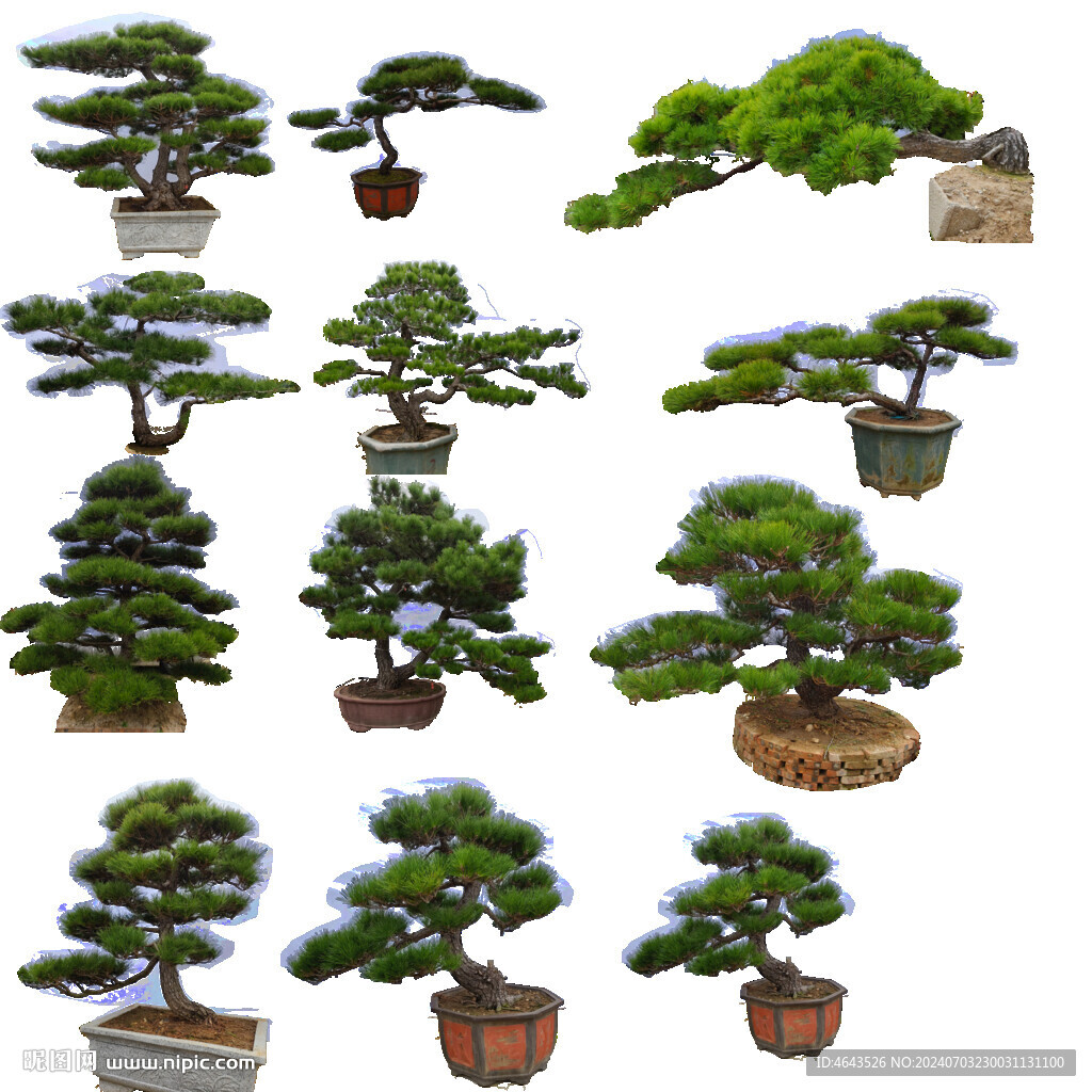 造型景觀樹          