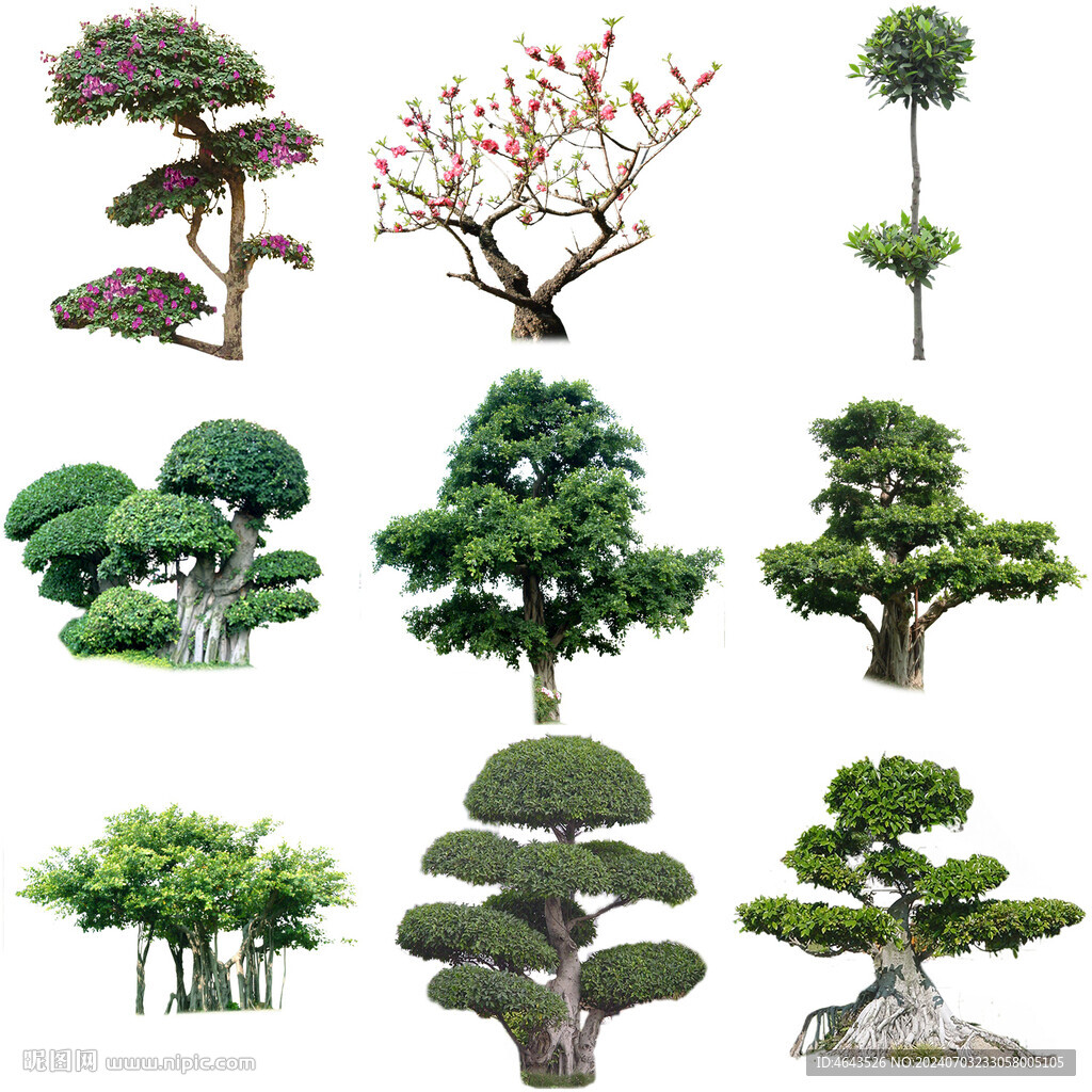 造型景觀樹     