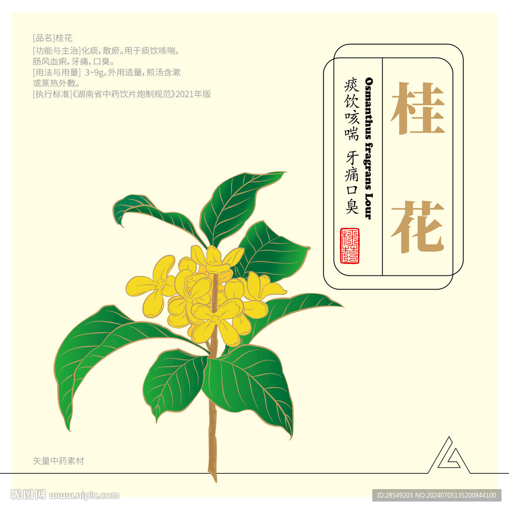 矢量彩色白描桂花