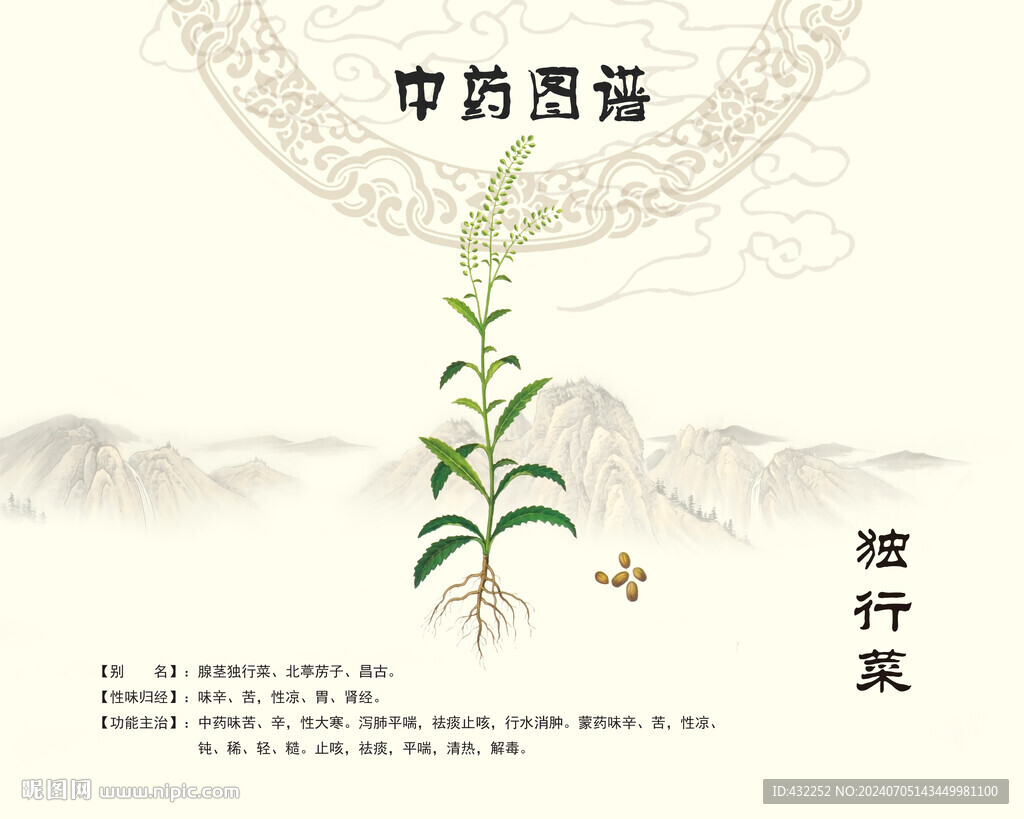 獨行菜