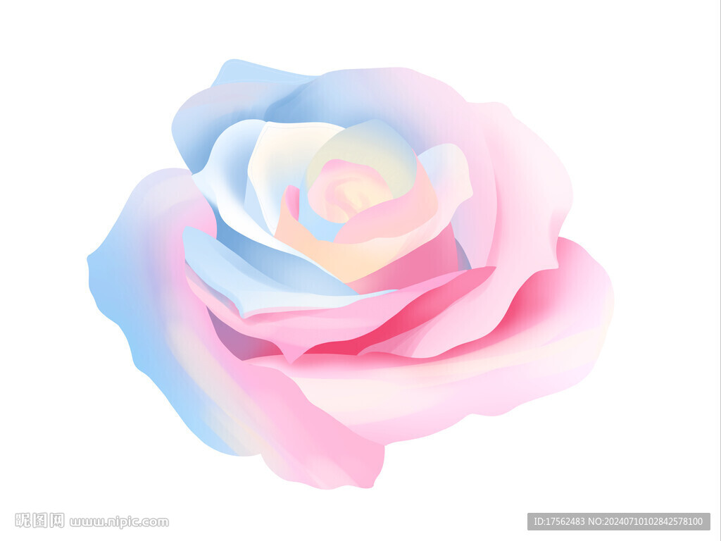 玫瑰花