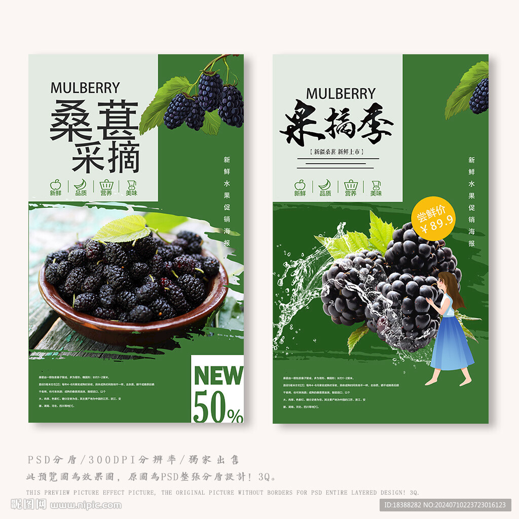 桑葚采摘