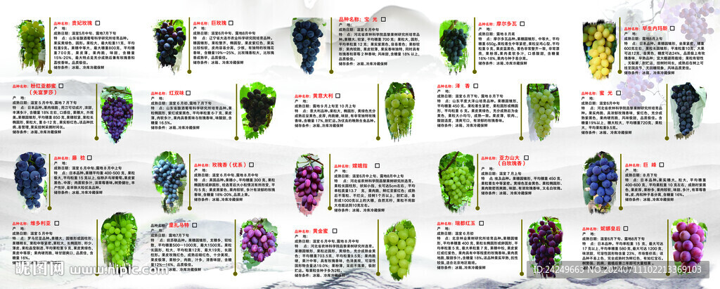 葡萄種類五折頁