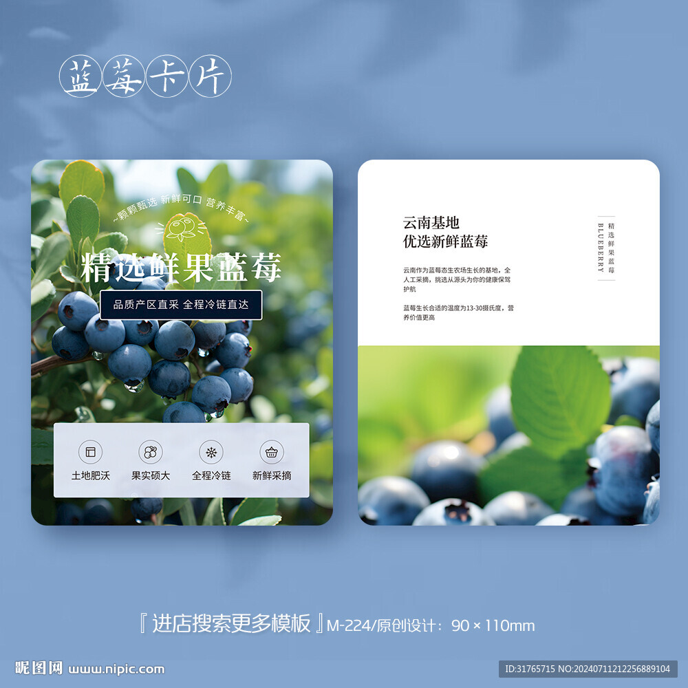 藍莓介紹卡片