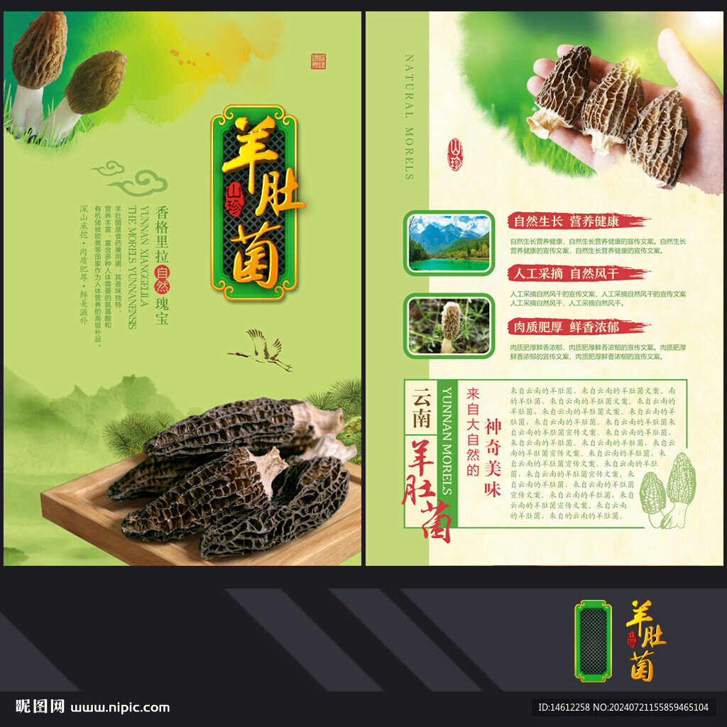 羊肚菌