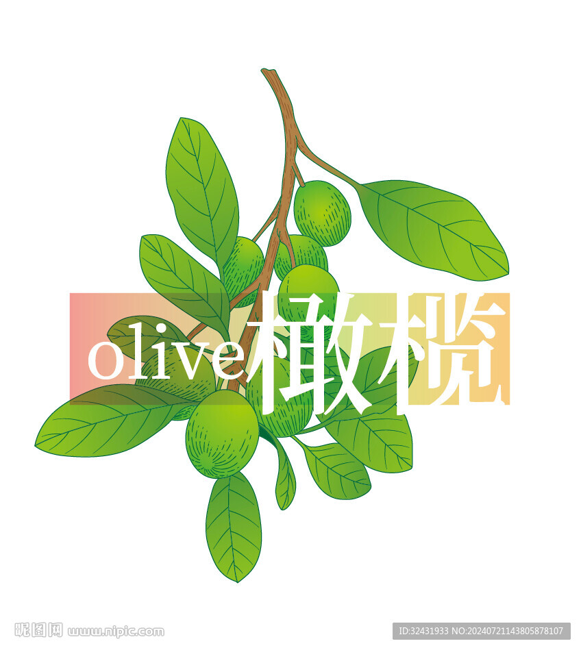 橄欖油