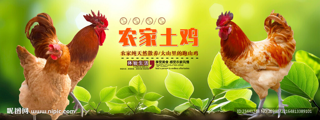 農(nóng)家土雞