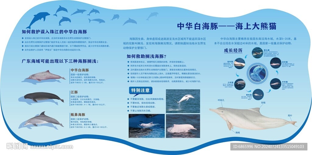 海豚科普展板