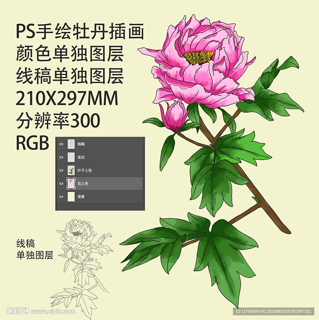 牡丹手繪插畫素材