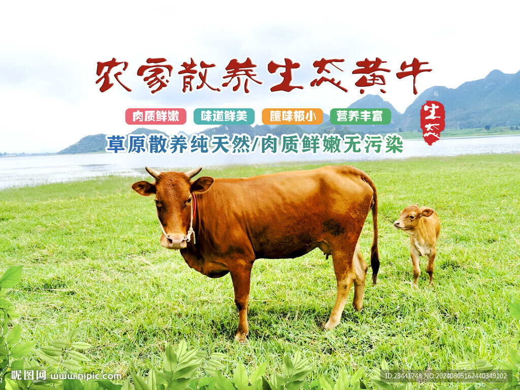 生態黃牛 
