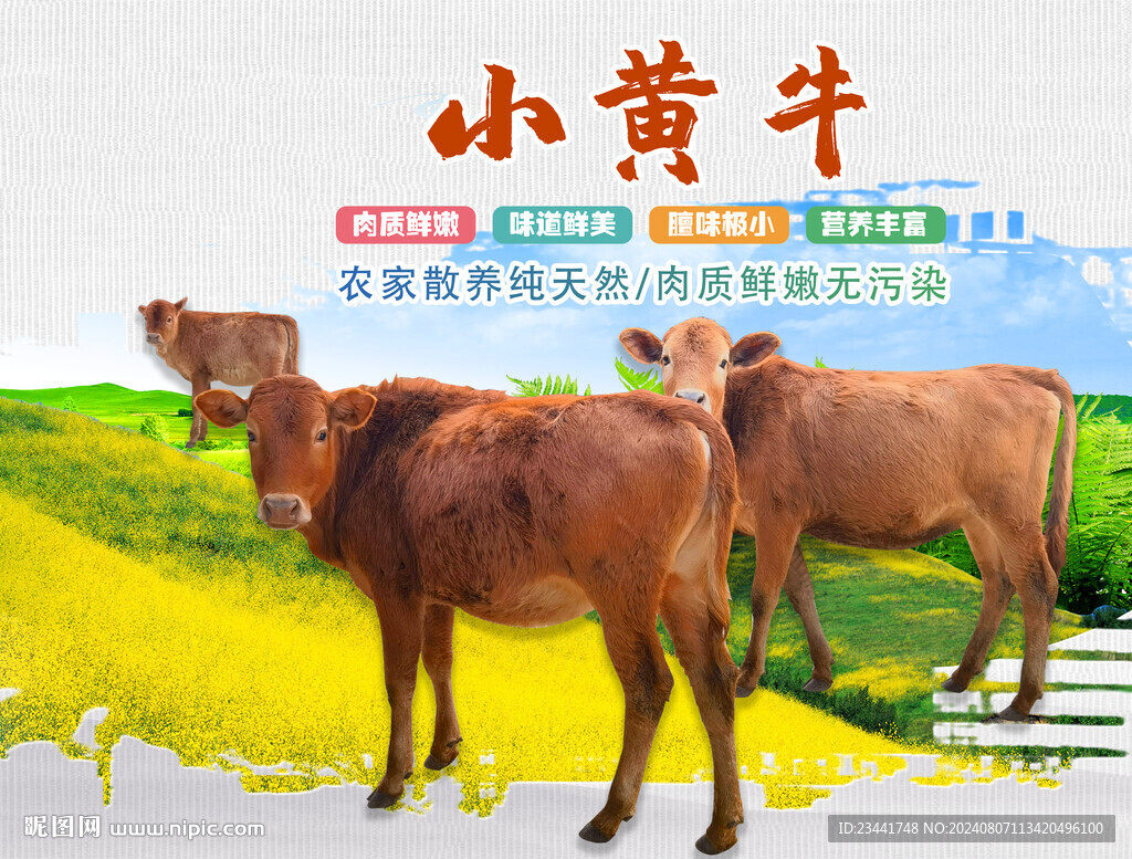小黃牛