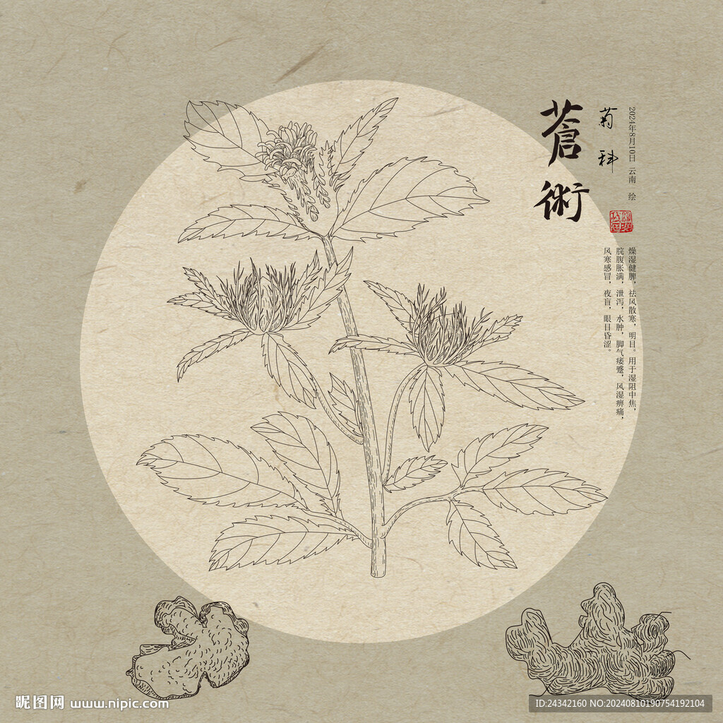 蒼術線描