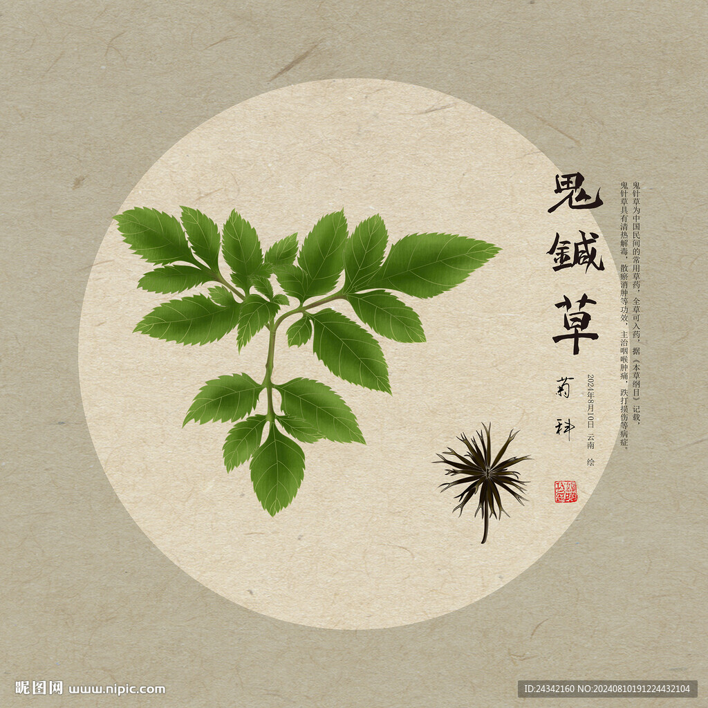 鬼針草