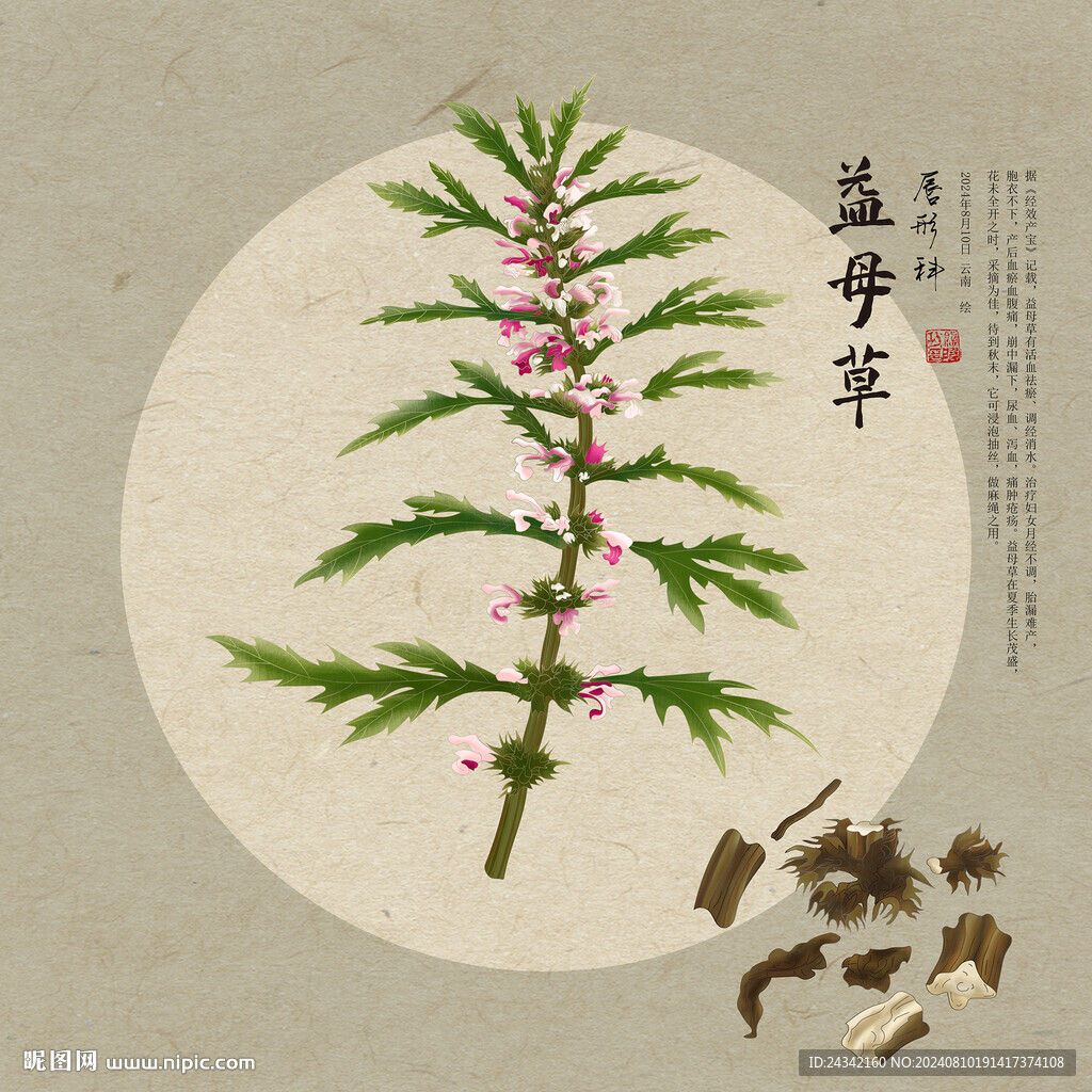 益母草