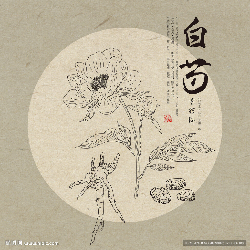 白芍 線描