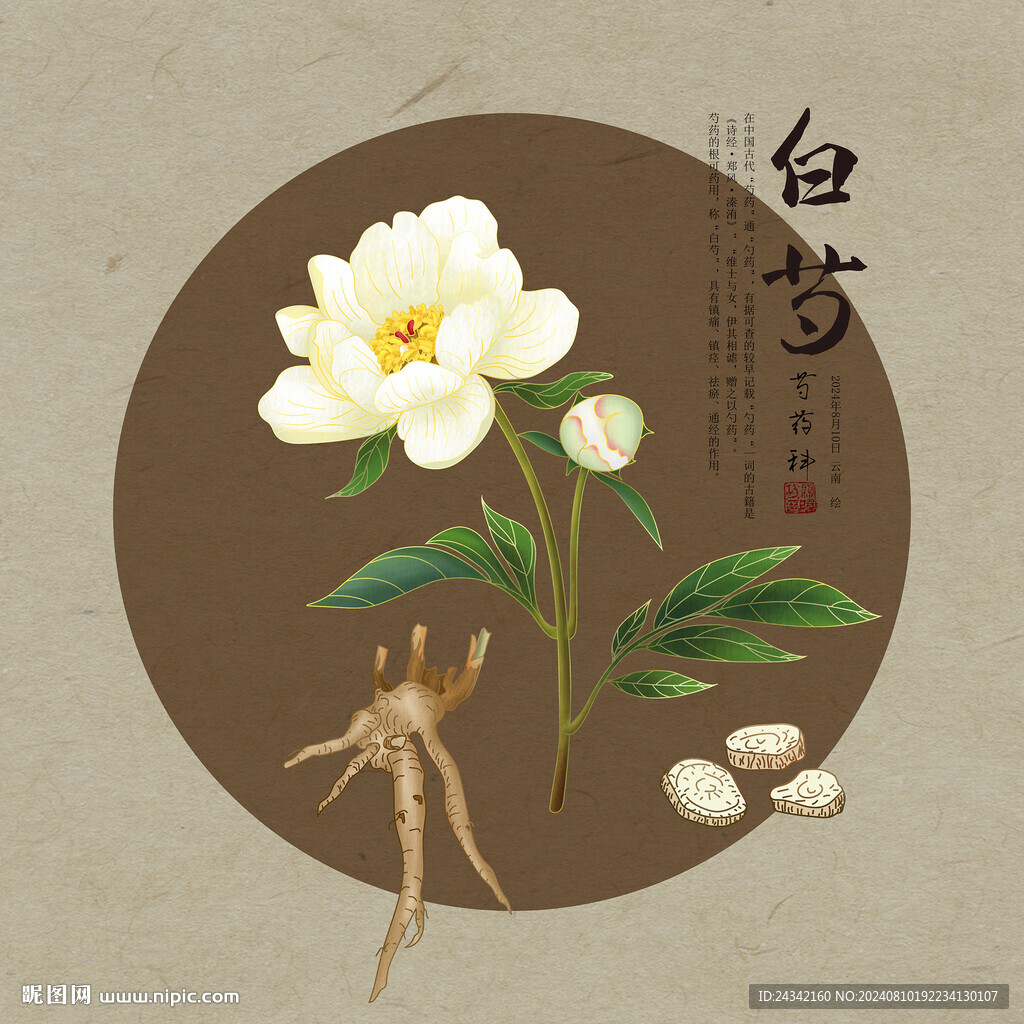 白芍 