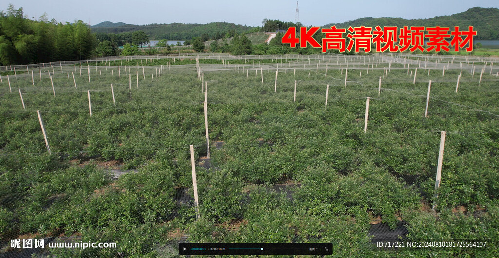 果樹 