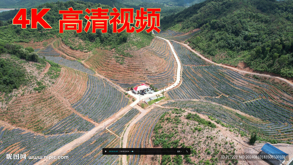 藍莓果園 藍莓果成熟