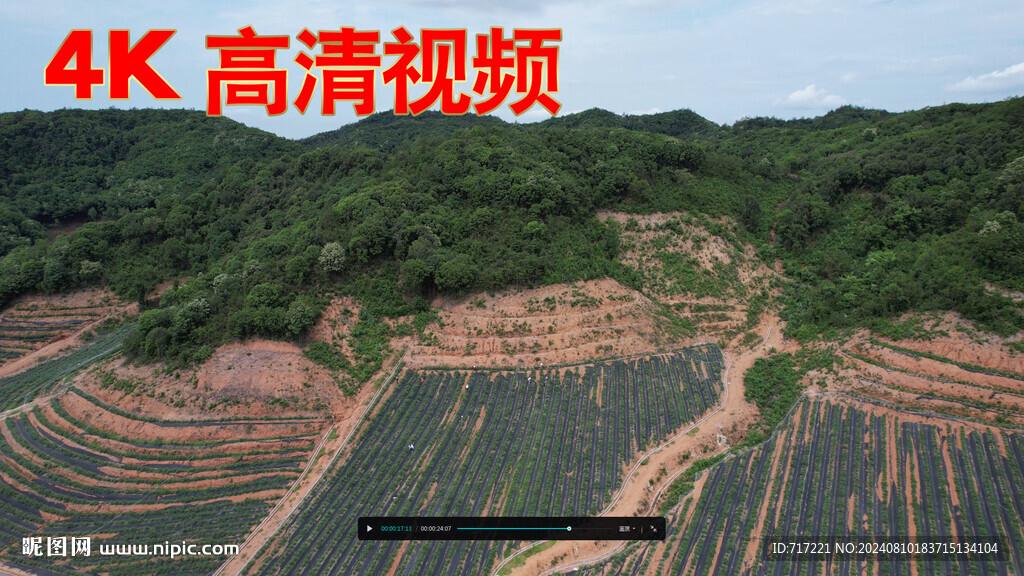 藍莓果園