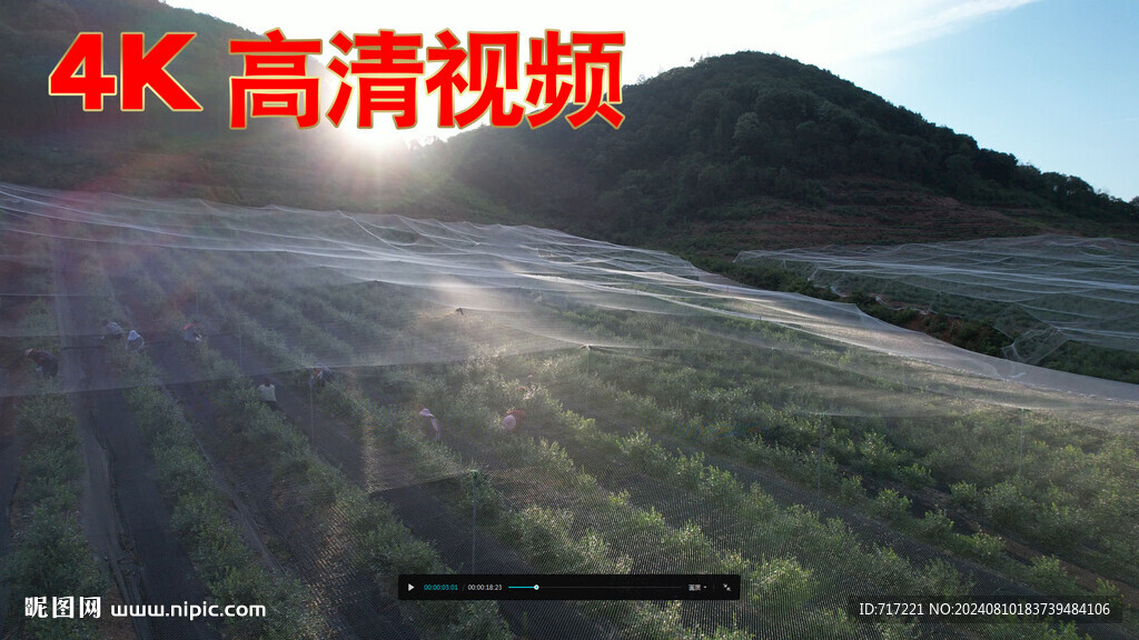 藍莓樹掛果 小藍莓大產業