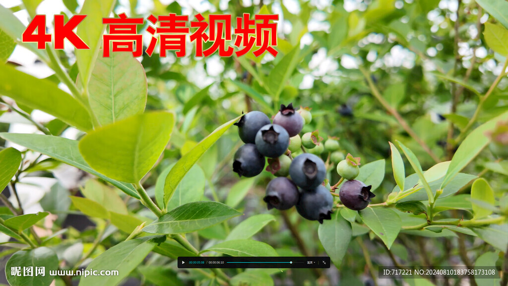 藍莓果 