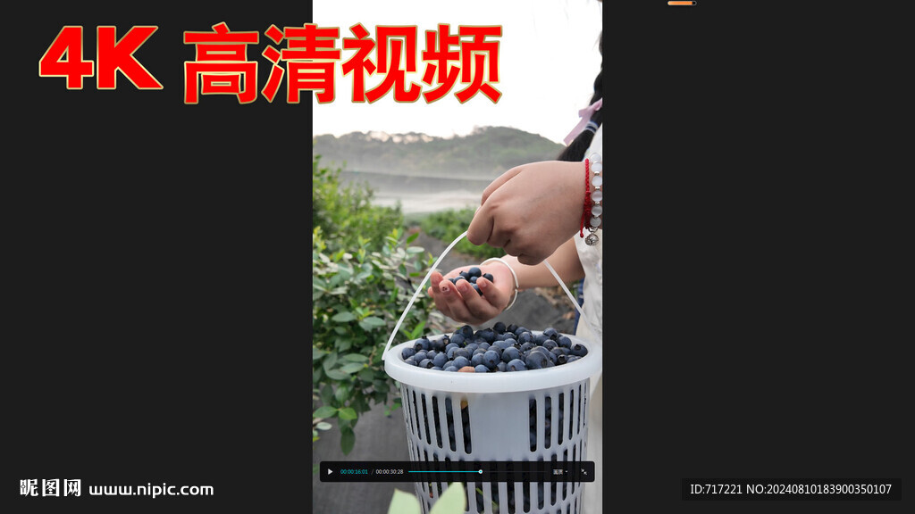 藍莓人工采摘 