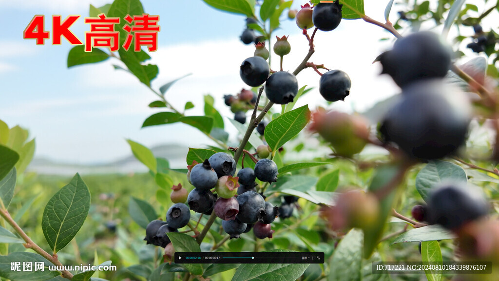 藍(lán)莓果樹 藍(lán)莓果成熟 藍(lán)莓掛枝