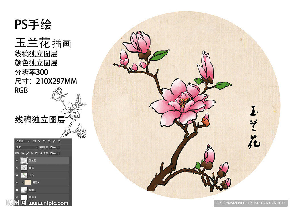 玉蘭花手繪插畫國風