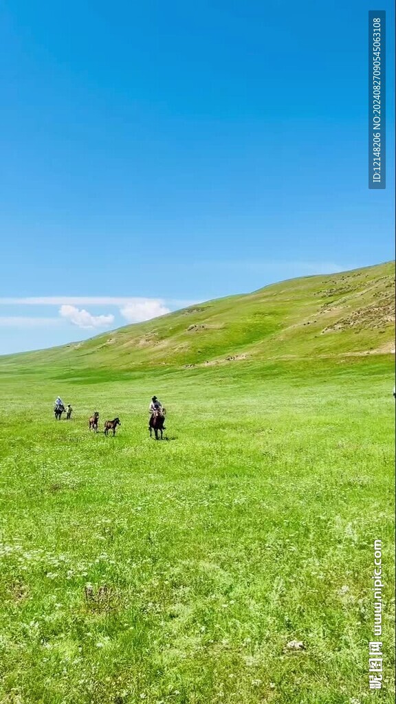 甘南桑青營地草原騎馬牛羊