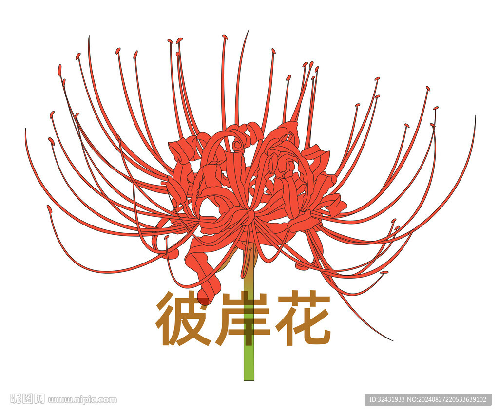 彼岸花 赤蓮花