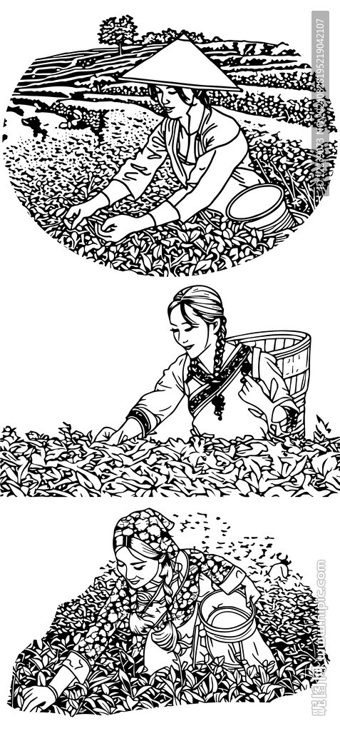 采茶