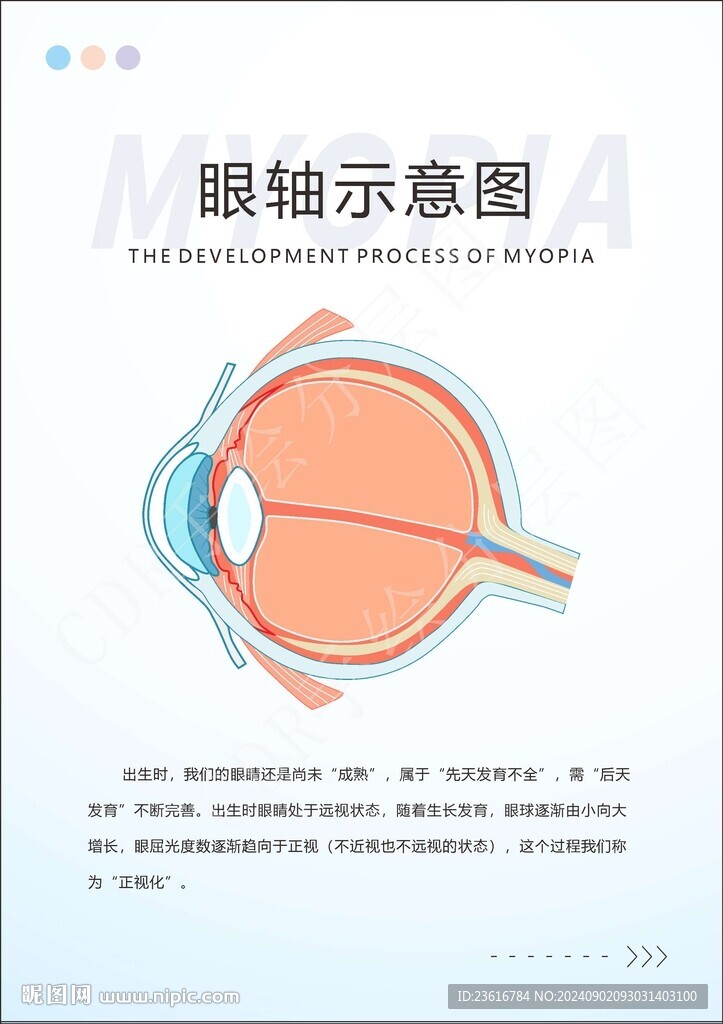 眼軸示意圖