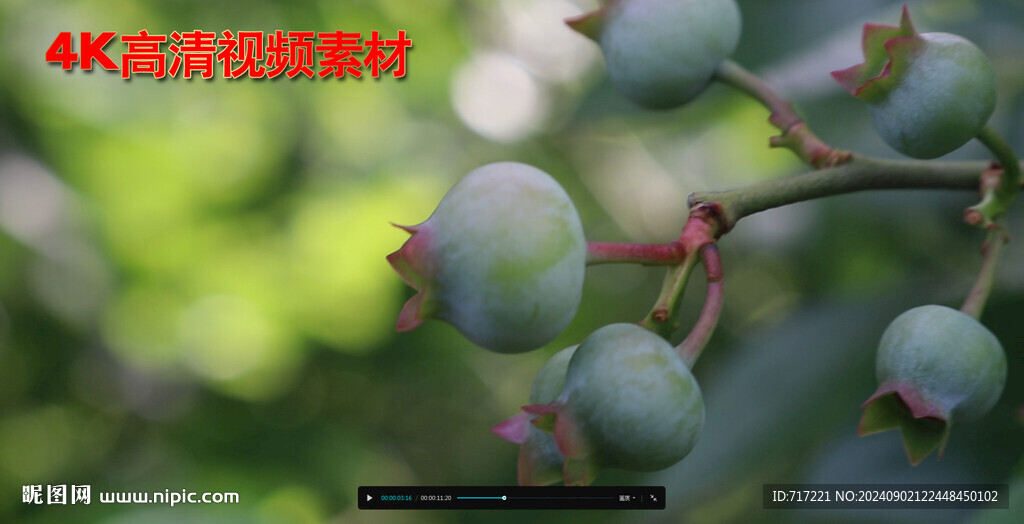  果實(shí)風(fēng)里搖晃