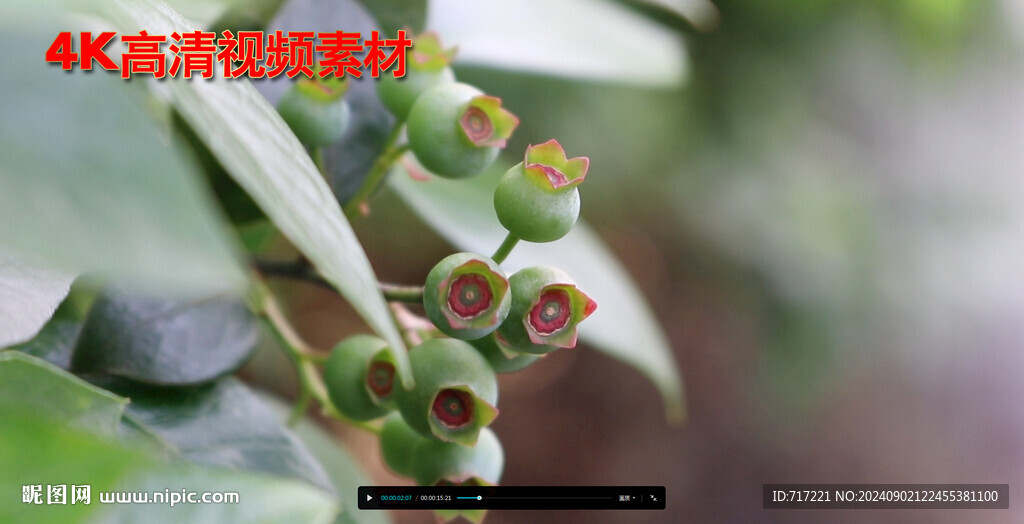藍莓高產(chǎn)掛果 藍莓青果成熟 未