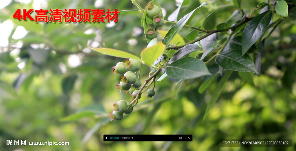 青果子 