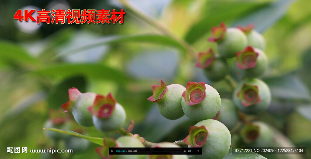 藍莓未成熟青果視頻拍攝