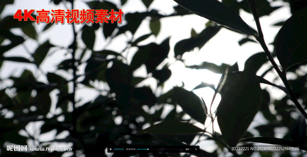陽光穿樹葉