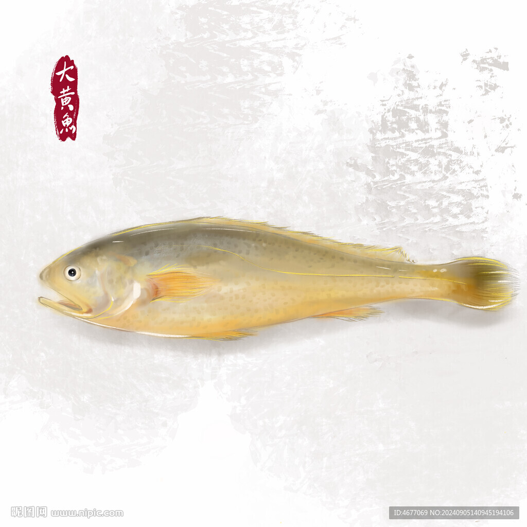 手繪插畫舟山野生大黃魚