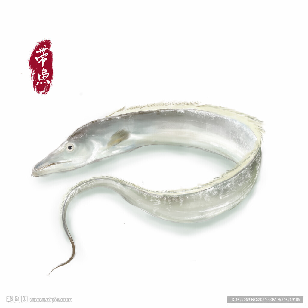 手繪插畫(huà)舟山野生大帶魚(yú)