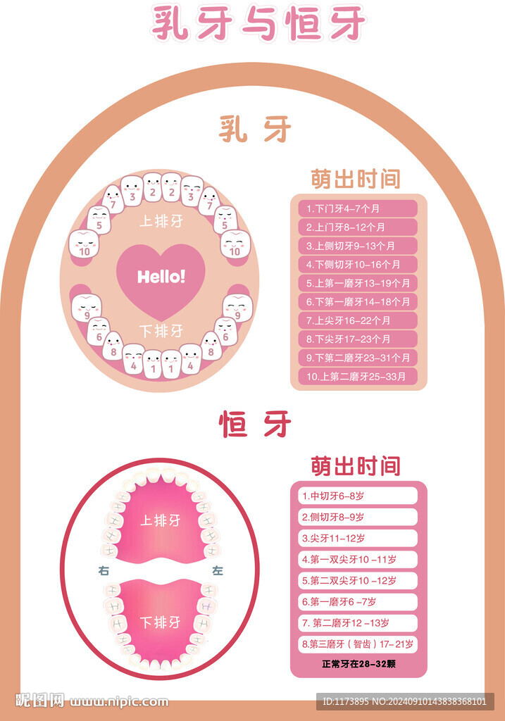 乳牙與恒牙