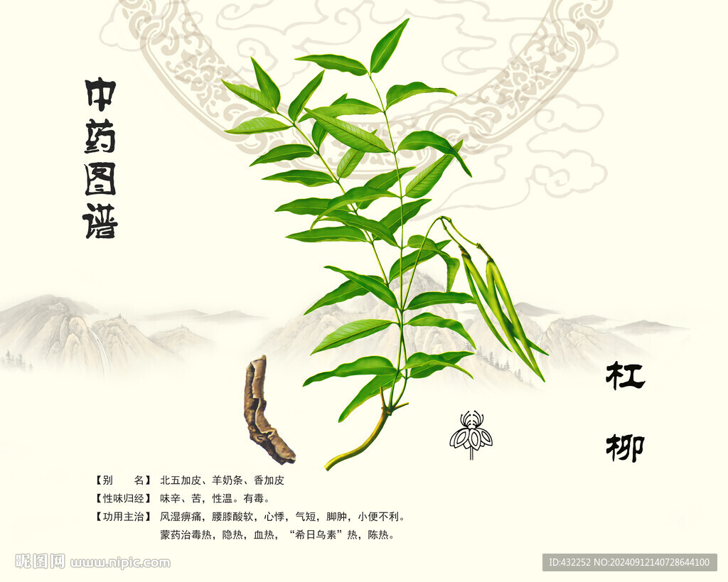 杠柳中藥杠柳