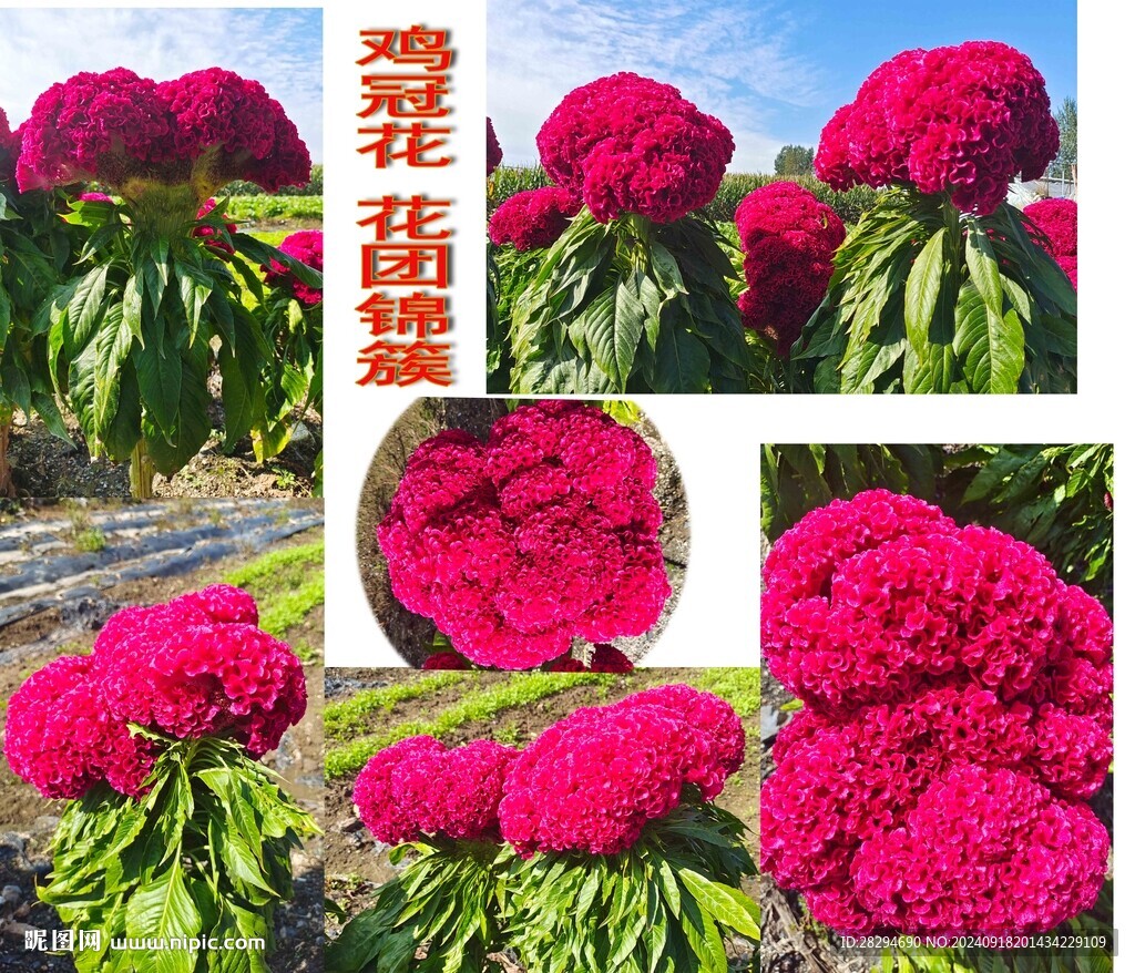 雞冠花  