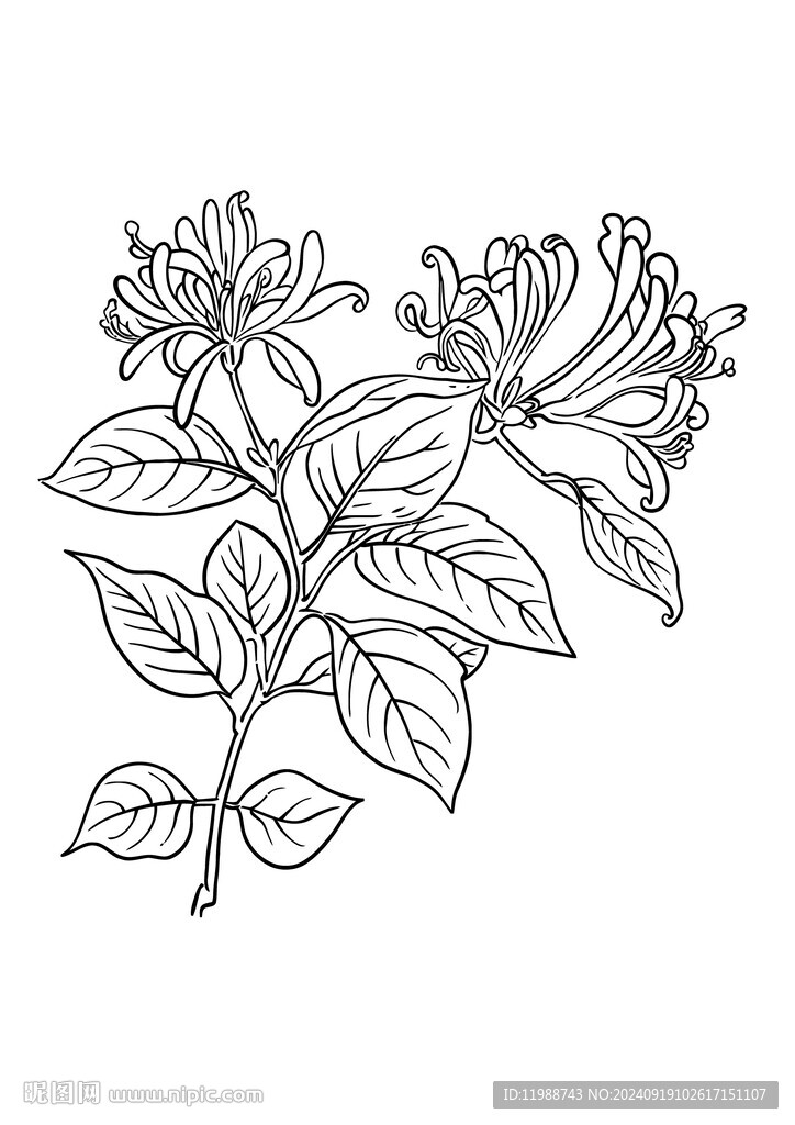金銀花線稿