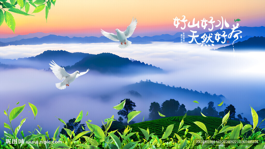 云霧茶山茶園